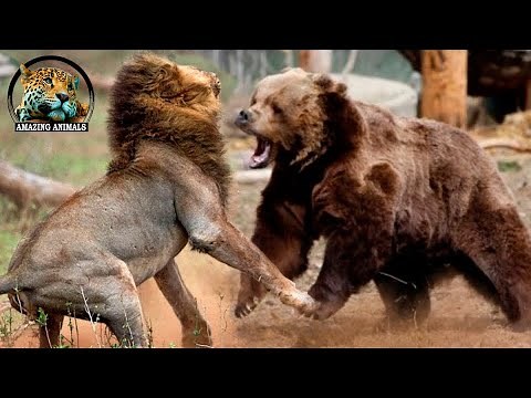 Bear vs Lion, Who is Stronger? Animal Fights Caught on Camera