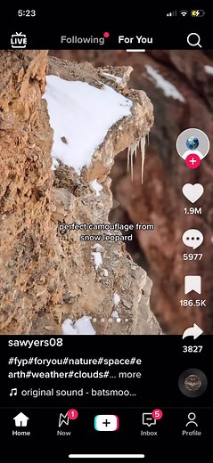 Snow Leopard Camouflage Reveal - Where is the Hidden Leopard?