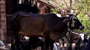 Big brown cow chews food. Livestock, cow on the farm