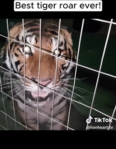 Best Tiger Roar Compilation: Unleashing the Wild Sound