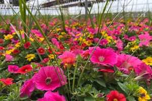 Michigan Greenhouse Growers Expo 2025 delivers practical production and marketing strategies for next season
