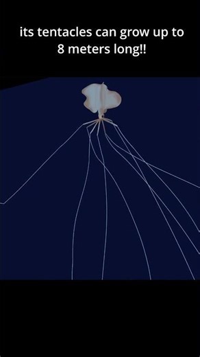 Bigfin squid - Magnapinna
