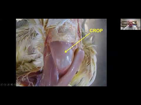 Performing a simple avian necropsy