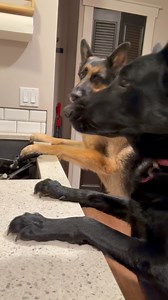German Shepherds Zeus and Luna cry for owner🥺💔#germanshepherd #gsd #gsdlife #reels #reelsvideoシ | Zeus and Luna
