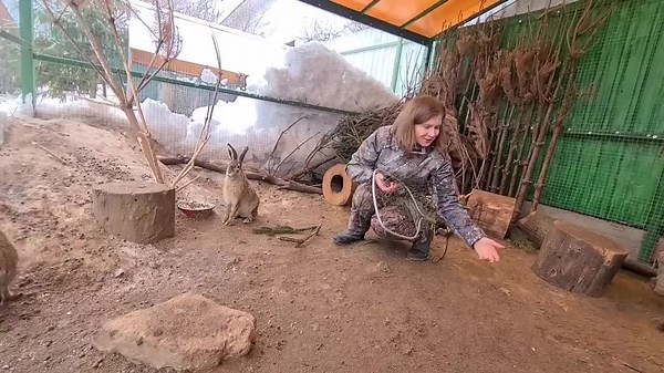 Motherly Hare Tries to Free Fellow One From Net