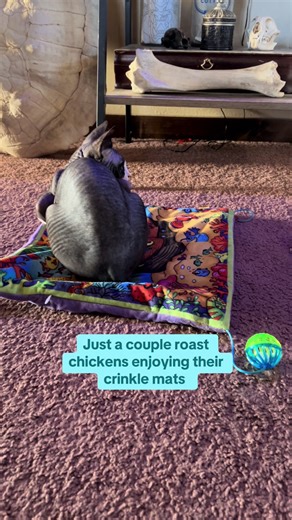 #cats #catsoftiktok #sphynx #weirdpets