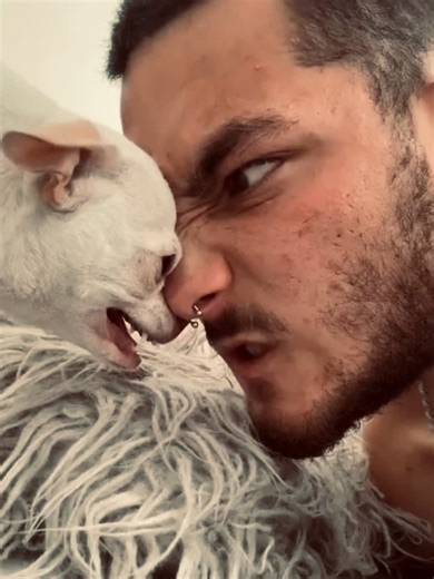 Why Is Nikki the Chihuahua Angry?