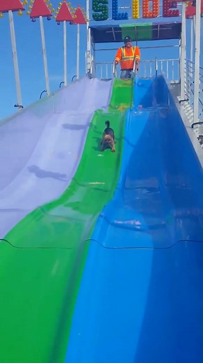 Small Dog Enjoying a Big Slide at a Pet Amusement Park