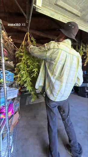 Time Lapse Harvesting Marijuana Cannabis Plant #medicineplant