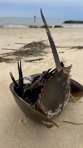 Scientists call horseshoe crabs a ‘living fossil’