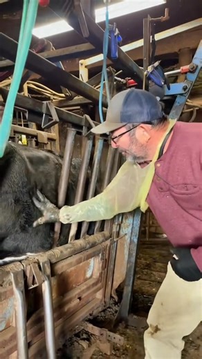 Back in the old days when checking to see if a cows pregnant, they would do something called “bumping”. It’s still a great method to use if you don’t know how to palpate, or need to ch #fblifestyle #fyp #usa #viral | bubbarutherford