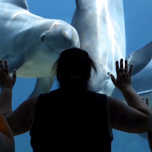 567 reactions · 135 shares | Wij gingen met jullie handtekeningen langs bij Expedia Group. Bekijk hier hoe dat gesprek ging… Heb je nog niet getekend? Jouw handtekening maakt het verschil voor dolfijnen: bit.ly/2qC88Ox. Dankjewel! | World Animal Protection Nederland | Facebook