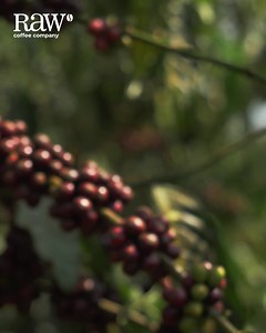 The best decaf we have ever tasted! From the Huila region, this Arabica coffee is decaffeinated naturally without nasty chemicals, using sugarcane byproducts. This is the best decaf we have ever tasted, very clean with balanced mellow acidity. 🌐 Available online and at RAW for purchase! #RAWCoffeeCompany #decaffeinatedcoffee #decaffeinato #decaf #decafcoffee #coffee #colombiacoffee #colombia #dubai #coffeeshop #coffeeshops #dubaifoodie #coffeetime #coffeefirst #coffeeroasters #coffeeshopsofthew