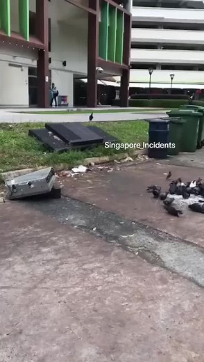 Effective Pigeon Trapping Techniques in Singapore