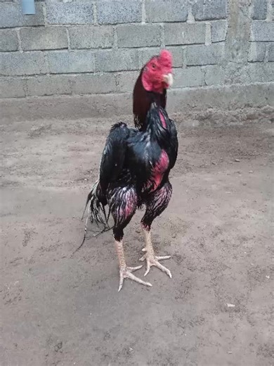 Guardian farm (@guardian85)’s videos with suara asli - ARBSITE