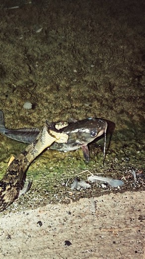 AnglerEdub on Instagram: "🟢Snake Eats a Fish Alive! ▪️ ▪️ ▪️ #fishing #snake #catfish #fishingvideos #fishingdaily"