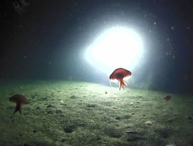 Why do we explore the ocean? - NOAA Ocean Exploration