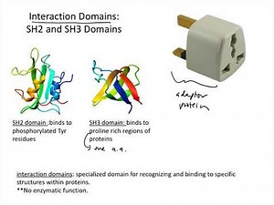 ECRs adaptor proteins