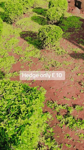 Hedge only E10 and maintainance