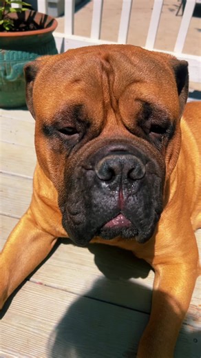 Understanding Bullmastiff Behavior in Daily Life