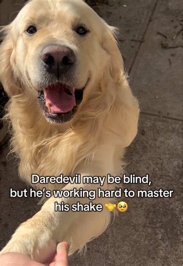Daredevil: A Blind Golden Retriever's Training Journey