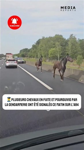 Des chevaux en fuite sur l’A84, course-poursuite avec la Gendarmerie !