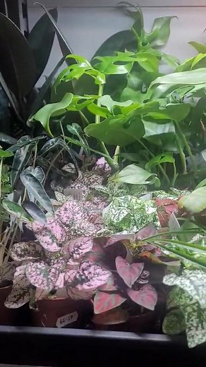 plenty of live plants now in stock! | Predators | Facebook