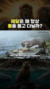 해달은 왜 평생 돌 하나를 품고 살까?🦦Why do sea otters carry a single stone in their hearts for their entire lives?