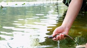 6.4K views · 53 reactions | Your live Christmas tree could have a second life and provide habitats for fish in bodies of water throughout West Virginia! Don't miss the Christmas Tree Recycling event at Capitol Market - Charleston, WV on January 4 from 10 a.m. to 2 p.m. Learn more  | West Virginia Division of Natural Resources | Facebook