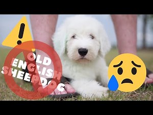 10 Reasons NOT to get an Old English Sheepdog┃Ed&Mel
