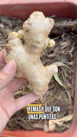 Ginger: From Market to Ground! (Easy to Grow)