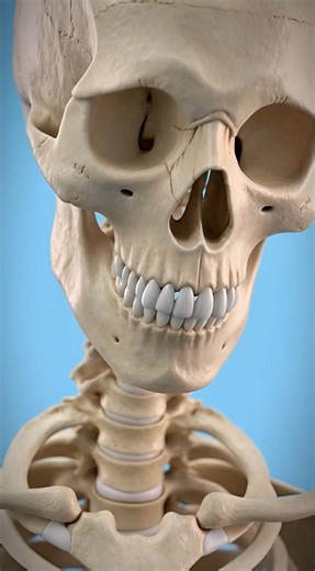 The Morning Height Phenomenon