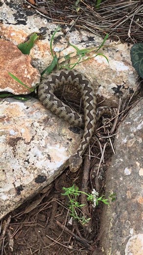 Η Ελληνική Οχιά σε πλήρη εμφάνιση #φίδι #οχιά #viper #φίδι #greeknature