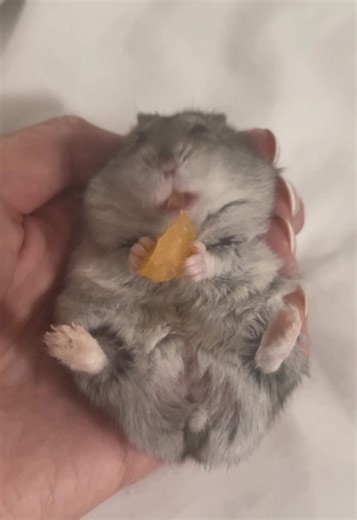 Winter White Hamster Care Tips for Beginners