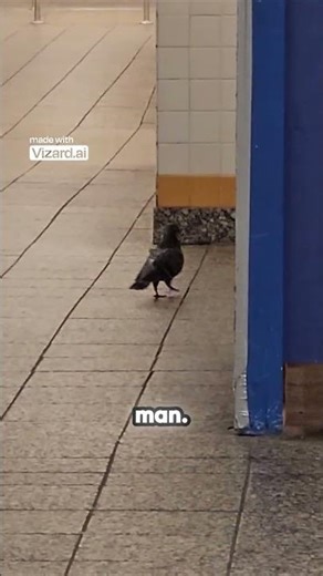 Pigeon Caught Cleaning Herself in Public 😳🕊️ | Should She Use the Bathroom? 😂