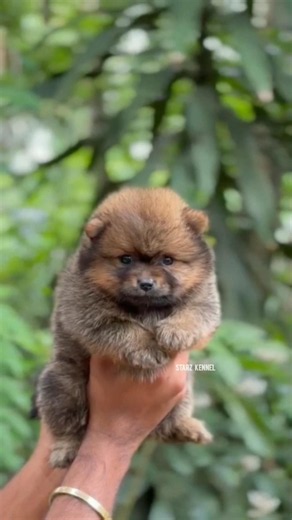 Toy Pom Puppies | More Details On My Description.#trending#viral#shorts#toypom#pomeranian#puppy