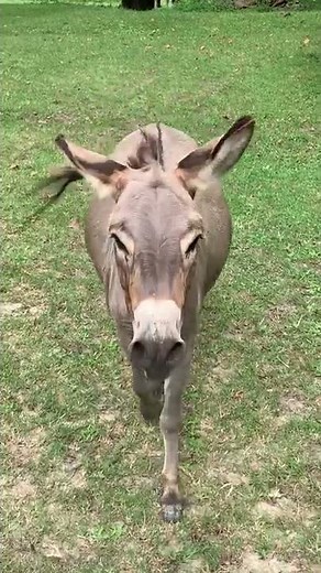 Girl Calls For A Little Donkey To Come Out And He Happily Runs At Her To Play