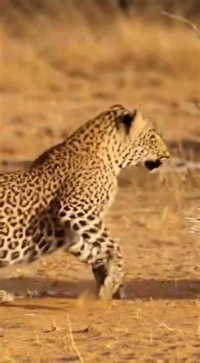 Leopard vs Porcupine: A Deadly Encounter!