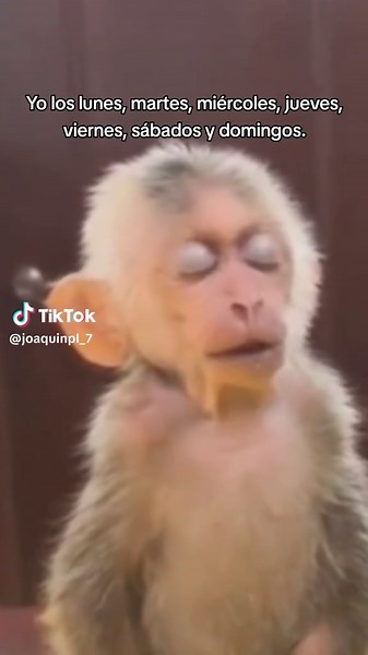Memes de monos graciosos y humor