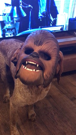 Dog has on a Chewbacca mask and owner can't stop laughing | Best Videos