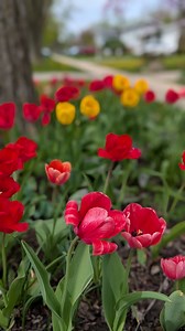 57K views · 1.3K reactions | Chicago te spring time-e charidike tulip dekha jay. #springtime2025 #peekatmynook #bengalireels #BanglaVlogChannel #banglavlogger #springtime #spring #springvibes #SpringCleaning | Peek At My Nook | Facebook