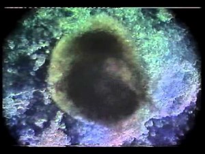 Heart cells grown from human embryonic stem cells