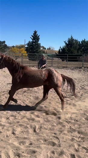 1.1K views · 31 reactions | Arthur had some big breakthroughes during training today, he retains a lot from previous sessions and will be ready soon to carry a saddle. Safe Landing Horse Rescue | VNA Performance Horses | Facebook