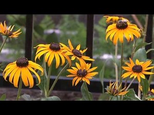 The Younger Family Courtyard