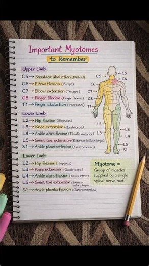 #dermatome#myotome. Dermatomes & Myotomes made simple for quick clinical understanding #arogya