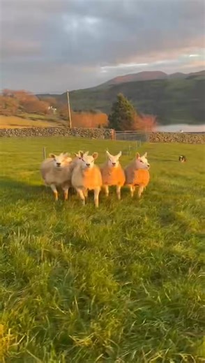 Few of the Largy ewe lambs for sale at Northern Stars Texel In-Lamb Sale, just under a month to go ! | Eugene Branagan