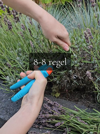 De 8-8 Regel voor het Snoeien van Lavendel