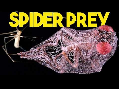Cellar Spiders Attack & Capture Prey at 1,000fps