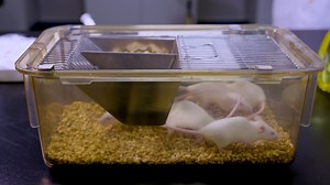 Generation of a Mouse Spontaneous Autoimmune Thyroiditis Model