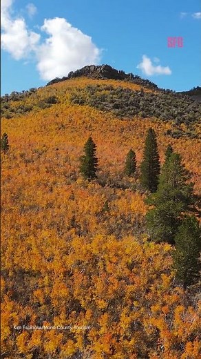 Here's where you can see peak fall foliage in California